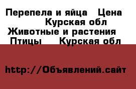 Перепела и яйца › Цена ­ 200 - Курская обл. Животные и растения » Птицы   . Курская обл.